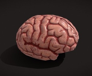 Brain