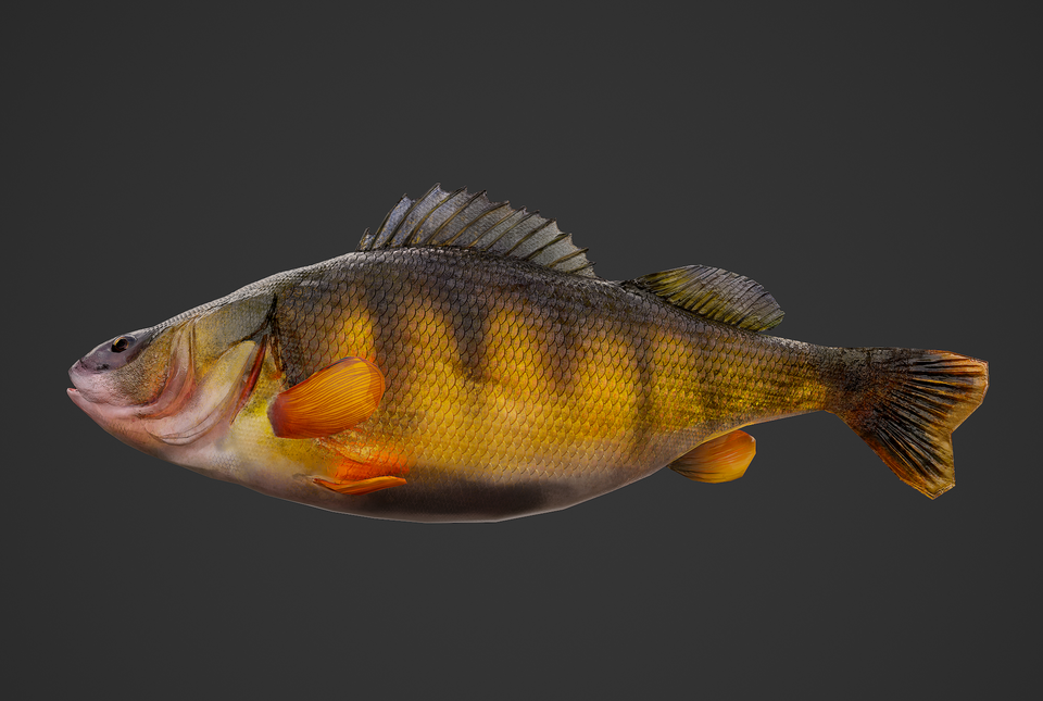 Fish Perch Big 2c8e690d2d