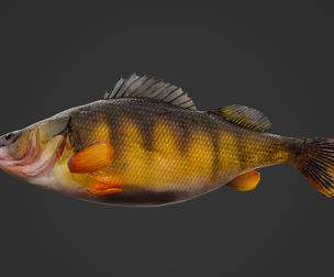 Fish Perch
