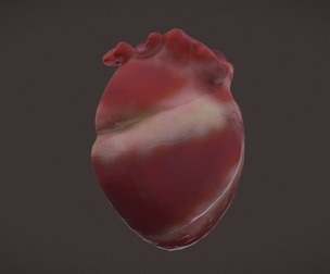 Human Heart