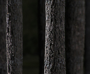 Tree bark texture set