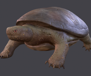 Turtle