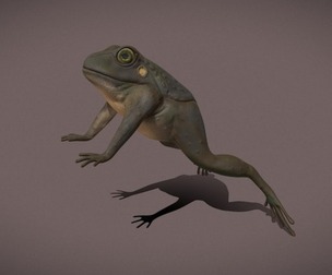 Brown Frog