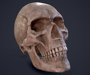 Skull