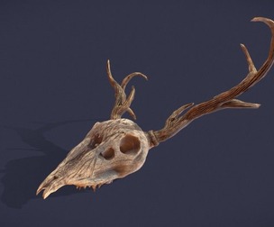 Stag Skull