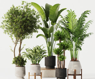 Indoor Plant Set 02