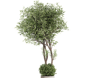 Olive Tree and Bush in Concrete Pot