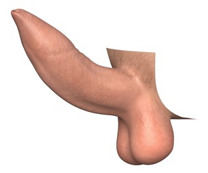 Photorealistic Uncircumcised Erect Penis