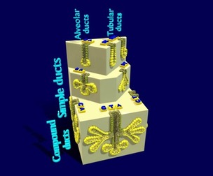 Ducts glands type simple compound alveolar tubular