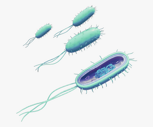 Prokaryotic Bacteria Cell Anatomy