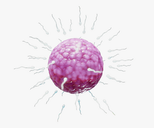 Human Fertilization of Sperm and Egg cell (Ovum)