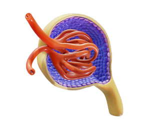 Glomerulus Anatomy
