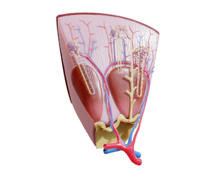 Kidney Nephron Structure Anatomy