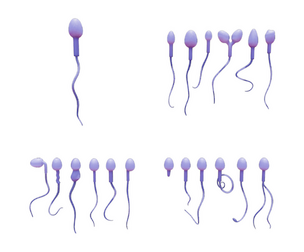 Sperm Morphology: Normal and Abnormal