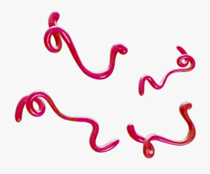 Ebola Virus