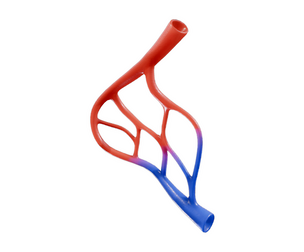 Blood Vessel Anatomy
