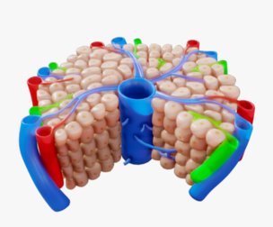 Hepatic Lobule Anatomy