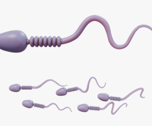 Sperm Cell Anatomy