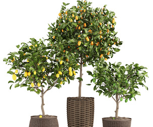 Lemon Tree Collection