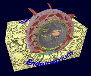 Human embryo 14 days labelled detailed