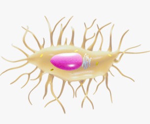 Osteocyte Bone Cell