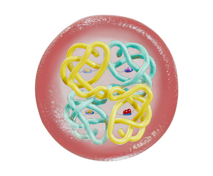 The Structure of Hemoglobin