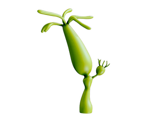 Hydra (genus)