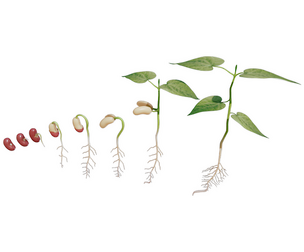 Process Of Seed Germination