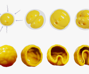 Human Embryonic Development