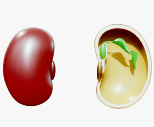 Anatomy of A Bean Seed