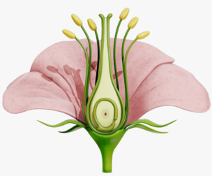 Anatomy of A Flower