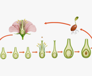 Parts of A Flower - Ovary Stages