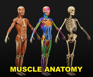 Muscle Anatomy Visualized - Ecorche