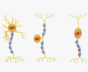 Types of Neurons