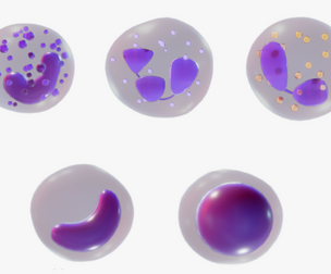 White Blood Cells