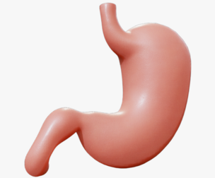 Human Stomach Anatomy