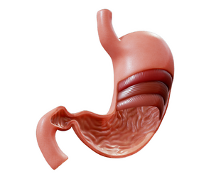 Stomach Cross Section Anatomy