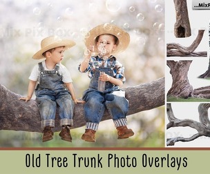 Old Tree Trunk Photo Overlays