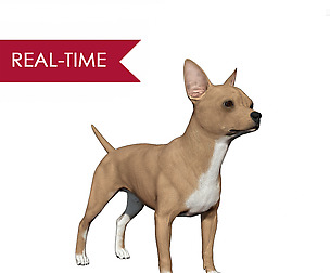 Chihuahua Real-Time
