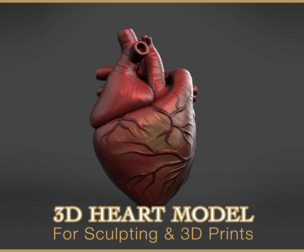 3D Heart Model (For Sculpting & 3D Prints)