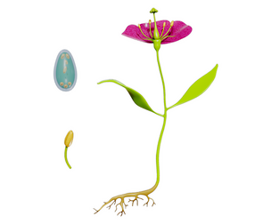 Anatomy of A Flower