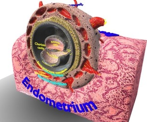 Human embryo 15-28 days 3-4 weeks gastrulation