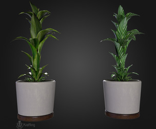 Plant
