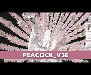 Peacock_V3E