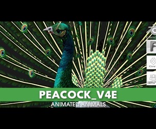 Peacock_V4E