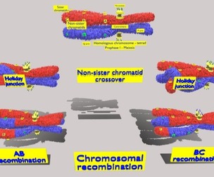 Chromosome genetic recombination blender 3d