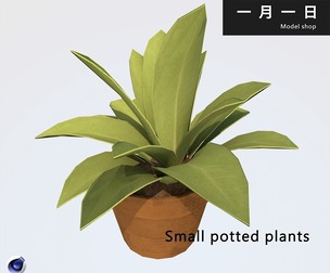 Small potted plants