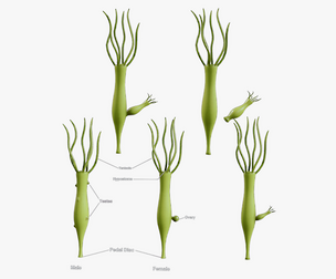 Hydra Gender and Ovary Stages