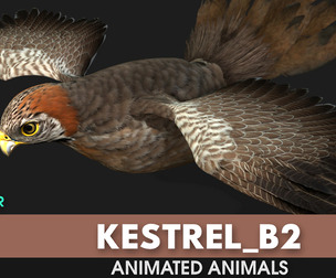 Kestrel_B2