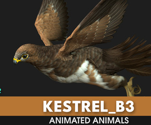 Kestrel_B3